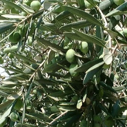 Lancement à Marrakech du fonds 'Olea Capital'