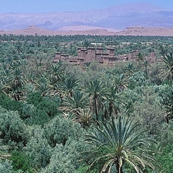 L'avenir de l'Oasis Hassan II ....