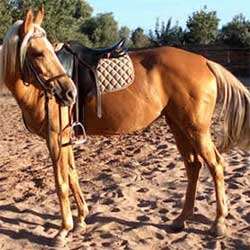 L'Atlas à cheval